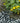 Yellow flowers growing among green leaves on a bed of small stones and rocks.