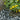 Yellow flowers growing among green leaves on a bed of small stones and rocks.