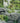 Blue Slate Rockery, 20-50mm; garden rockery feature with border and walk way and garden pond