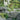 Blue Slate Rockery, 20-50mm; garden rockery feature with border and walk way and garden pond
