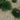 Decorative garden with green grass and pink flowers on a bed of small stones.