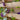 Purple clematis flowers and green leaves climbing over a light-colored wooden fence.