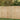 A light natural wood privacy fence installed outdoors on a grassy lawn with green trees in the background.