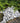 Decorative Ice Blue Rocks with green foliage in the background