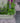 Garden scene with a planter of green plants and purple flowers next to a stone pathway.