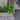 Garden scene with a planter of green plants and purple flowers next to a stone pathway.