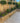 Garden with wooden retaining wall, paved patio, and trees