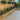 Garden with wooden retaining wall, paved patio, and trees