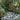 Decorative garden with pebbles, plants, and a bird statue.