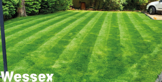 wessex grass turf in garden image