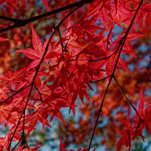 2024 Garden Landscaping Trends   500 1704791072 Closeup Red Emperor Maple Tree 